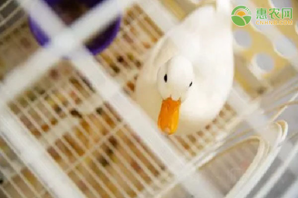 世界上最贵的宠物鸭子：柯尔鸭和普通鸭有什么区别？