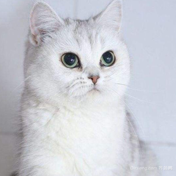 银渐层猫是什么品种（银渐层猫多少钱一只）
