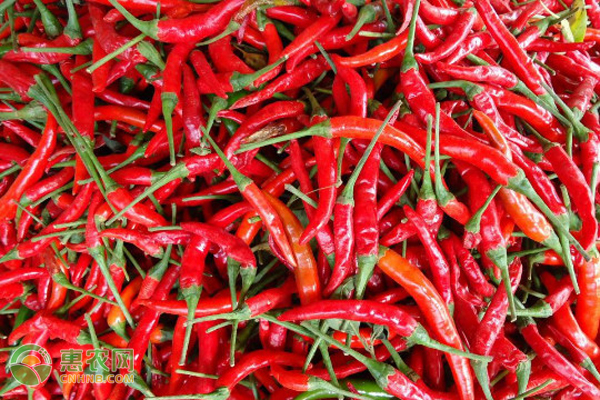 红辣椒有哪些品种？怎么判断辣椒辣不辣？