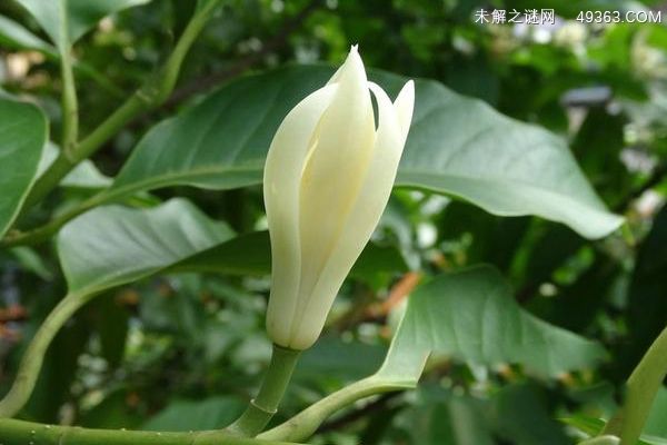 白兰花怎么养？盆栽白兰花注意事项！