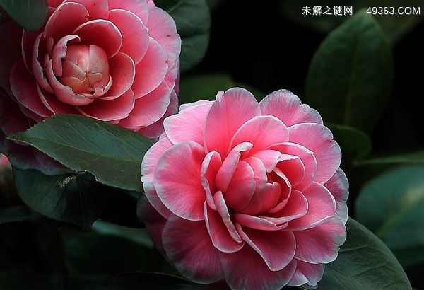不同颜色山茶花花语是什么？代表意义有哪些？