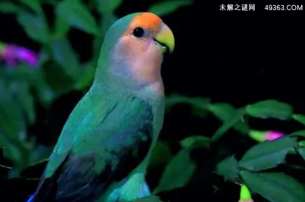 绿金顶牡丹鹦鹉好养吗?牡丹鹦鹉好玩吗