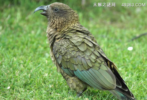 乌鸦与啄羊鹦鹉谁更聪明？新手铲屎官可以看看~
