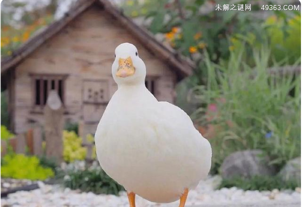 身价不菲的柯尔鸭真有那么难养吗？看完这些你就知道了