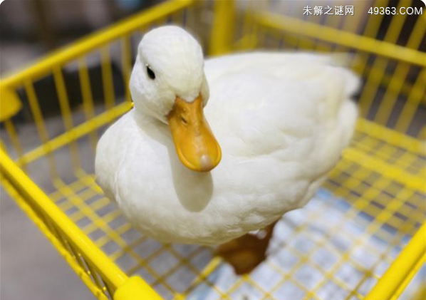 柯尔鸭真有那么难养吗？柯尔鸭和普通的鸭子有什么区别？