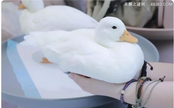 身价不菲的柯尔鸭真有那么难养吗？看完这些你就知道了