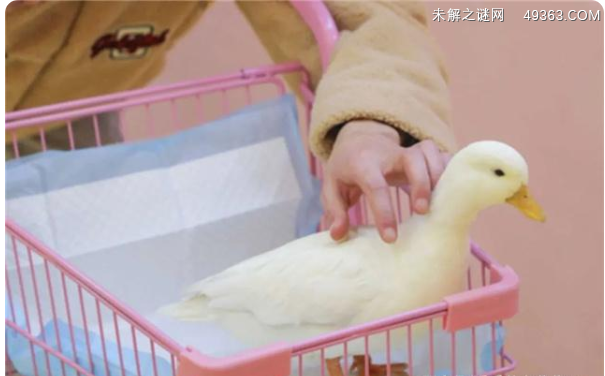 身价不菲的柯尔鸭真有那么难养吗？看完这些你就知道了