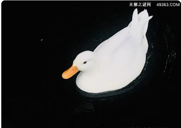 身价不菲的柯尔鸭真有那么难养吗？看完这些你就知道了