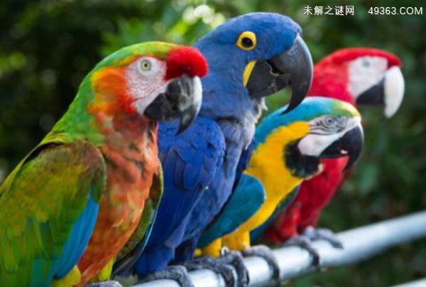 鹦鹉养殖误区及常见水便治疗方法