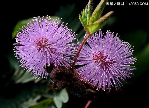 含羞草的花语是什么?(寓意与象征)