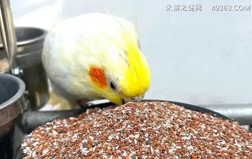 鹦鹉繁殖期7个注意事项，牡丹鹦鹉繁殖方法？