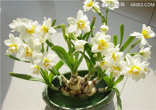 春天开的花有哪些(水仙/茶花/牡丹/樱花)