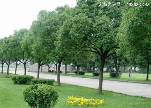 香樟树有哪些美好的寓意（香樟树的特点有哪些）