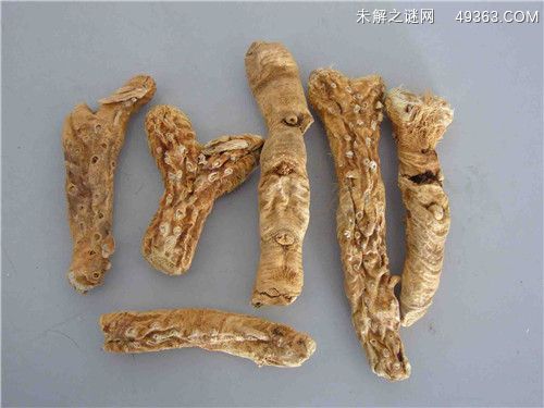 知母的功效作用与主治