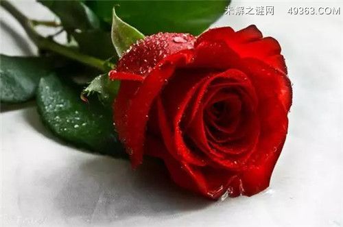 一朵玫瑰花代表什么意思1-1314朵含义