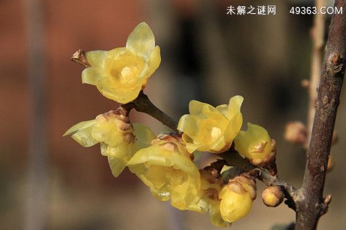蜡梅花有哪些功效（腊梅花怎样做更好吃）