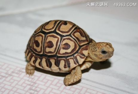 养赫曼陆龟的优点？赫曼陆龟是什么