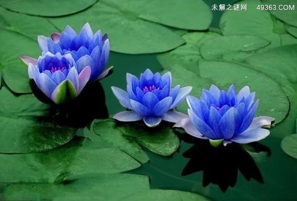 蓝睡莲代表什么？蓝睡莲寓意