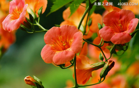 炮仗花与凌霄花有什么区别