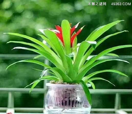 十种不需照顾就能活水培花卉! 