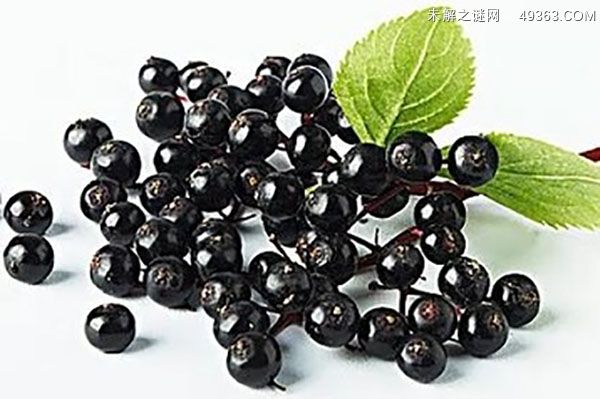 接骨木莓的食用方法？接骨木莓的功效与作用
