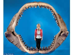 史前海洋霸主完整颌骨拍卖 鲸鱼曾是它最爱