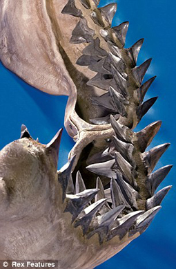 史前海洋霸主完整颌骨拍卖 鲸鱼曾是它最爱