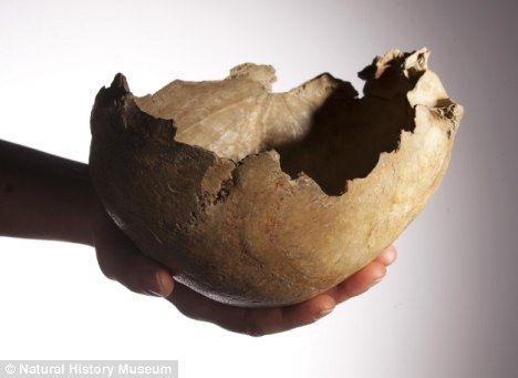 20多年前发现于萨默塞特郡切达尔-高杰洞穴中的一个头骨，它可能被早期英国人用来饮水或喝血。