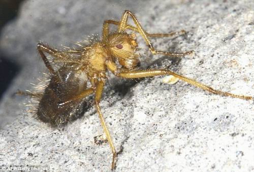 非洲发现恐怖多毛苍蝇 不会飞行与蝙蝠同居