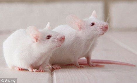 胚胎里注入家鼠干细胞的小白鼠。小白鼠到了成年期后，它们并未表现出糖尿病迹象，因为它们已经形成一个新胰腺，这个胰腺几乎完全是由注射的家鼠干细胞形成的