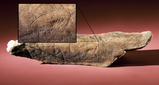 考古学家在佛罗里达州挖出一片约1.3万年历史的骨头碎片，上面刻有清晰的长毛象或乳齿象图案。