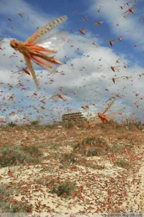 恐怖罕见的全球虫灾袭击事件 - 趣看天下 - 趣看天下精品博客杂志