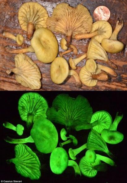 巴西雨林发现一种自从1840年后再没有人见过的荧光蘑菇 巴西雨林发现一种自从1840年后再没有人见过的荧光蘑菇