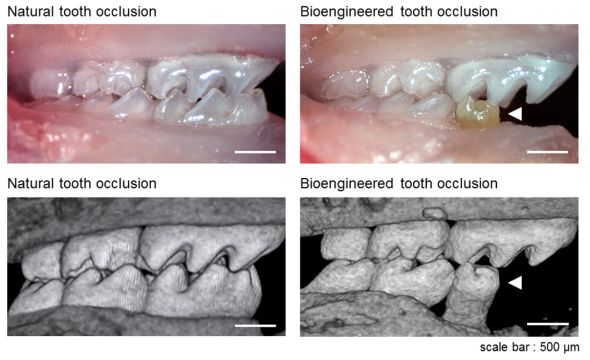 口腔照相（上方）和微型CT成像图像（下方）显示自然成长和人工培育和牙齿的生长情况