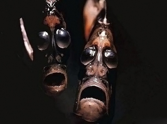 海洋深处黑暗世界的神秘使者:深海罕见怪鱼大集锦