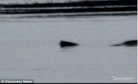 尼斯湖水怪被科学家认为是一种海洋蛇状生物