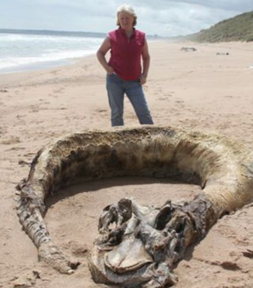 年55岁的弗利彭斯是与丈夫在海滩上散步时发现这具骨架的。骨架至少有30英尺（约合9米）长。