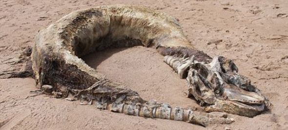 玛格丽特-弗利彭斯在阿伯丁郡附近海滩上偶然发现了这具骨架。专家仍在试图鉴别这具神秘的遗体。