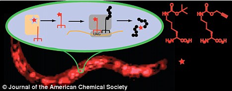 科学家显示如何在线虫体内改造遗传信息