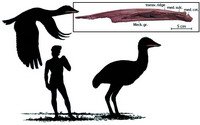 都柏林大学古生物学家发现恐龙时代巨大鸟类