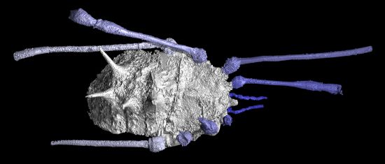 闭气门亚目化石3D模型,显示其背上长有硬刺,科学家们相信这可以为它们提供某种程度的保护 闭气门亚目化石3D模型,显示其背上长有硬刺,科学家们相信这可以为它们提供某种程度的保护