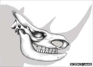 尽管此次出土的化石上犄角并没有能保存下来，但是根据其头骨特征可以复原出其犄角的形态