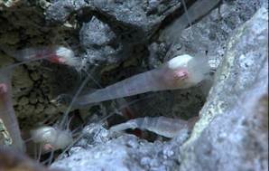 在大西洋海底热液喷口附近发现的怪异虾种群