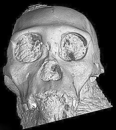 南非发现200万年前类猿动物的大脑