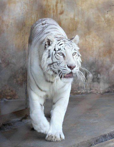 罕见的白虎