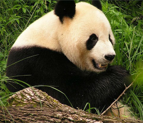 熊猫粪便细菌可以生产生物燃料