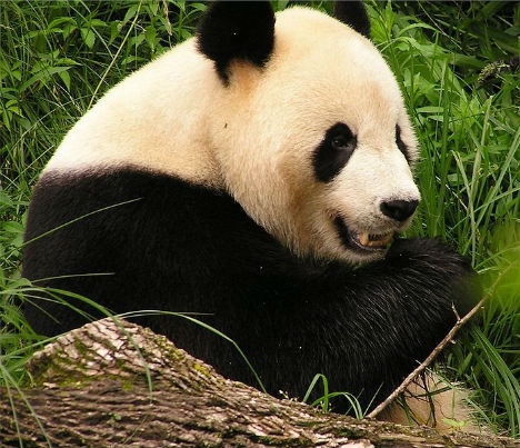 熊猫粪便细菌可以生产生物燃料 熊猫粪便细菌可以生产生物燃料