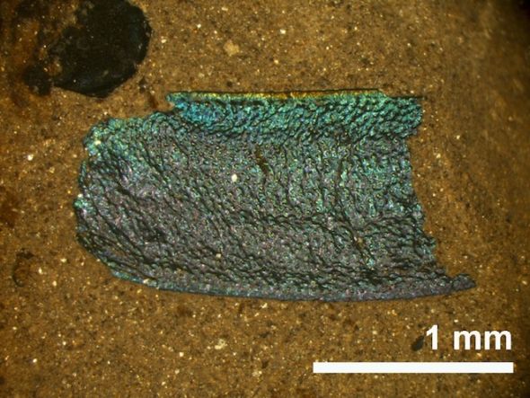叶甲虫:发现于美国爱达荷州克拉克亚化石床,年代大约为1500万年前。 叶甲虫:发现于美国爱达荷州克拉克亚化石床,年代大约为1500万年前。