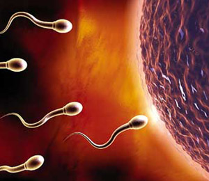 日本科学家日前报告说，在精子形成过程中，部分细胞能“返老还童”。