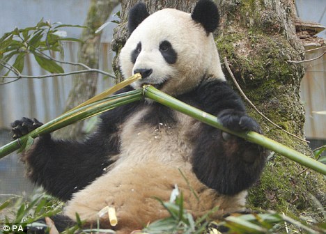 (图)科学家或揭开肉食动物大熊猫吃竹子之谜